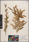 Foto von Salix caroliniana Michx.